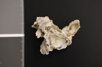 Media type: image;   Malacology 177144 Description: Preserved specimen.;